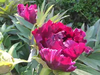 DSCF9041.webp