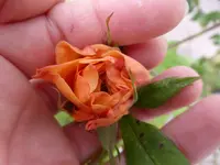 P1100771.webp