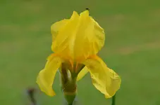 gelb1.webp