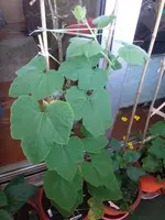 155.webp