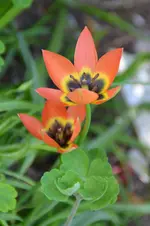 Tulpen_3799.webp