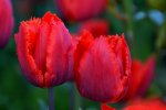 Tulpen_3216.jpg