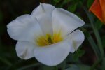 Tulpen_3461.jpg