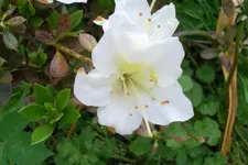 SAM_1207.webp