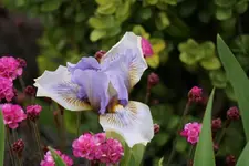 Alsterquelle.webp