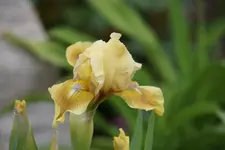 Gardone.webp