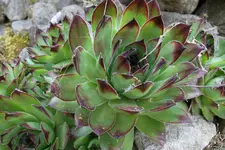 SAM_1214.webp