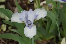 Mala Maja.webp