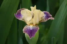 Smlg Biene2.webp