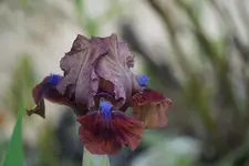 Tantara.webp