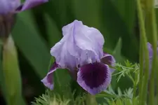 Violett Heart nr.webp