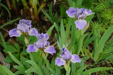 Wimple (1).webp
