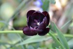 Tulpen_3776.jpg