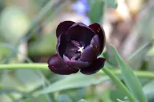 Tulpen_3776.webp