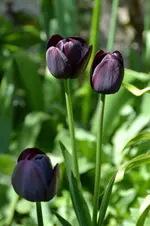 Tulpen_4000.webp