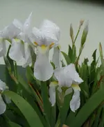 Iris_weiß.webp