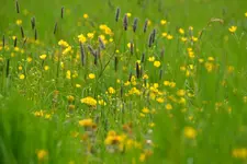 Frühlingswiese_2954.webp