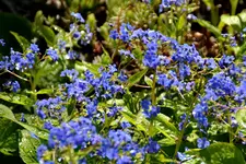 DSC_1254a.webp