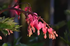 Tränendes Herz_3104.webp