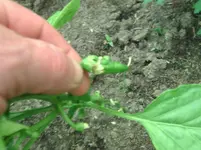 Chilli.webp