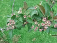 RL (2).webp