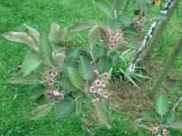 RL (4).webp
