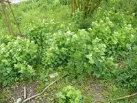 k-Wildwiese.webp