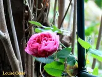 IMG_0547.webp
