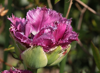 Artischocken_Tulpe_lila_grün_800.webp