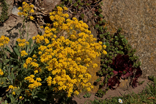 Felsen_Steinkraut_gelb_Steinwand_makro_800.webp