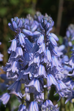 Hasenglöckchen_bleu_makro_800.webp