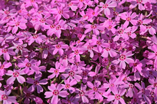 Polsterphlox_pink_pattern_makro_800.webp