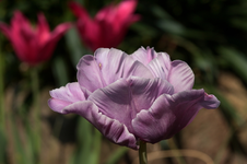 Tulpe_hell_lila_makro_800.webp