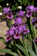 Zwerg_Iris_lila_grün_makro_700.webp