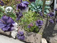 DSCN0385.webp