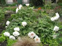 baumpfingstrose 007.webp