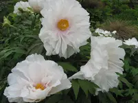baumpfingstrose 008.webp