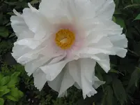 baumpfingstrose 009.webp