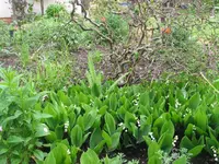 baumpfingstrose 002.webp