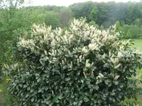 baumpfingstrose 004.webp