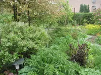 baumpfingstrose 005.webp