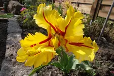 SAM_1226.webp