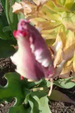SAM_1230.webp
