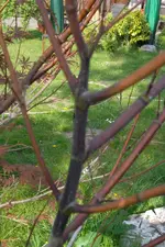 SAM_1233.webp
