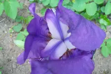 SAM_1237.webp