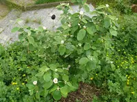 Quitte (2).webp