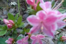 SAM_1240.webp