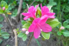 SAM_1241.webp