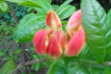 SAM_1244.webp