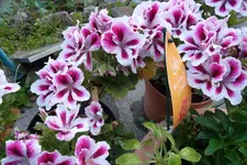 SAM_1245.webp